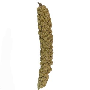 ارزن خوشه ای