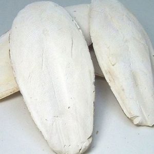 کف دریا